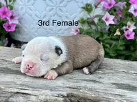 Callie’s 3rd Female AKC USDA, a female Boston Terrier for sale in Ewing, KY – 1 of 3