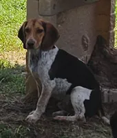 Milo, a male Beagle for sale in Blenheim, SC – 3 of 4