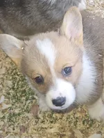 Grits, a female Pembroke Welsh Corgi for sale in Blenheim, SC – Photo 2 of 2