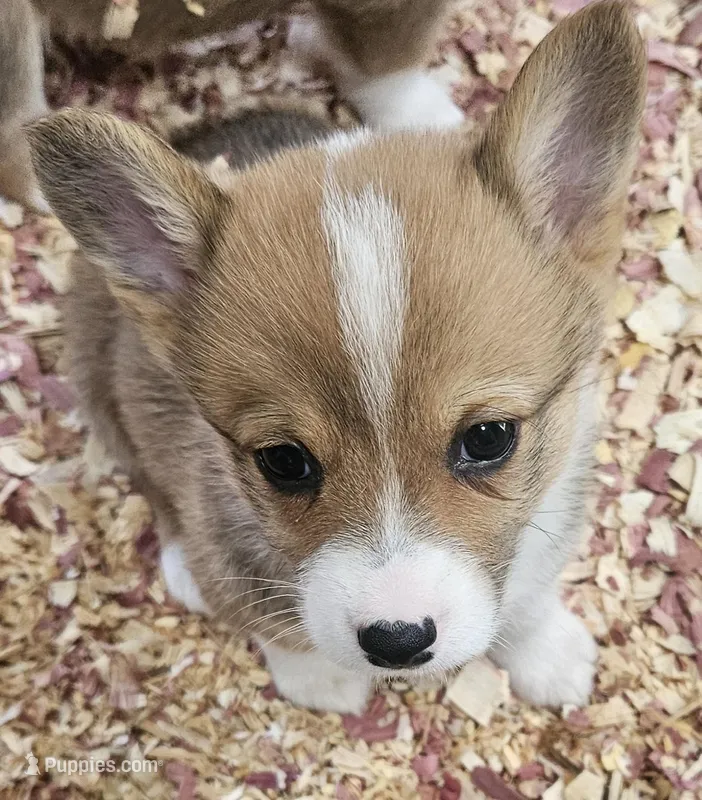 Grits, a female Pembroke Welsh Corgi for sale in Blenheim, SC – Photo 1 of 2