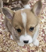 Grits, a female Pembroke Welsh Corgi for sale in Blenheim, SC – Photo 1 of 2