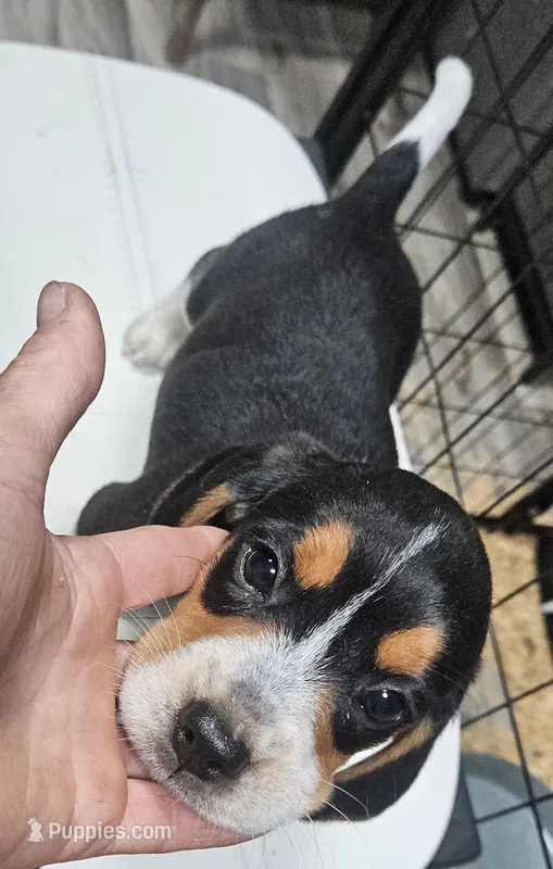 Opie – Beagle puppy for sale in Blenheim, SC