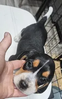 Opie, a male Beagle for sale in Blenheim, SC – 1 of 3