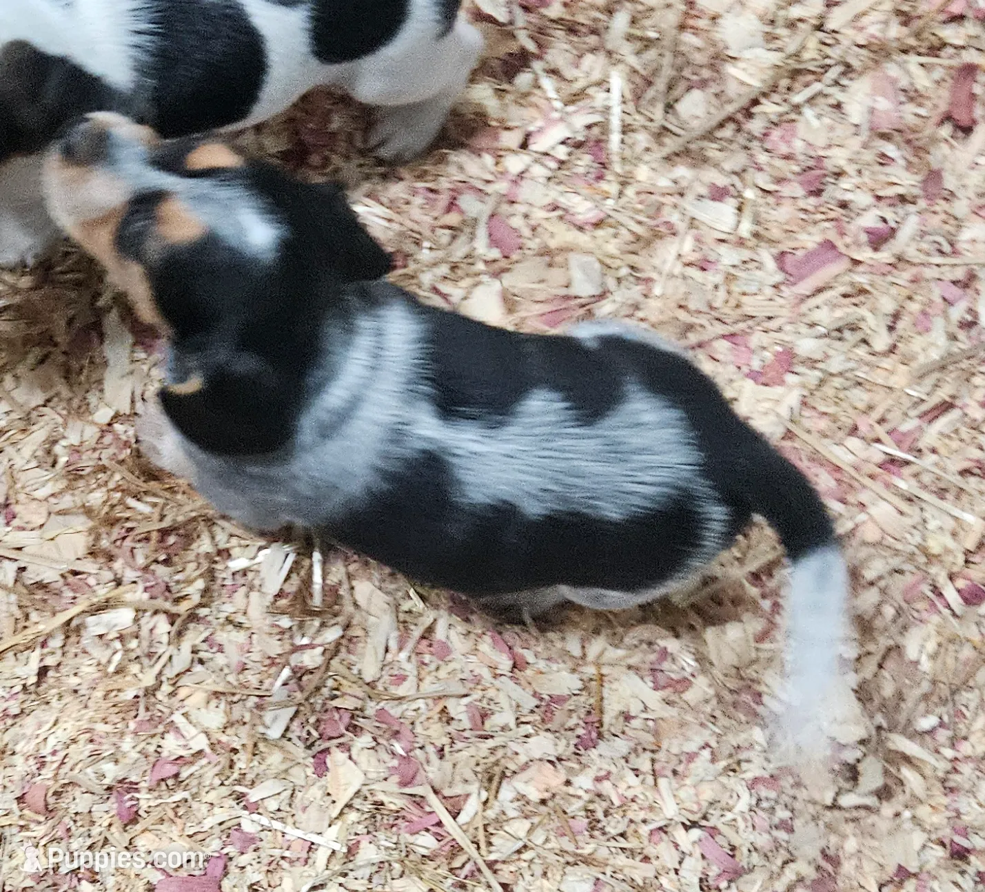 Briggs, a male Beagle for sale in Blenheim, SC – Photo 4 of 5