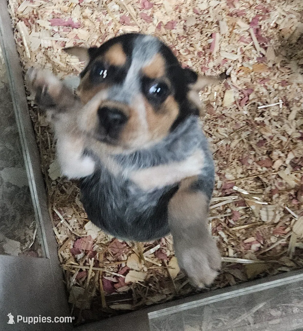 Briggs, a male Beagle for sale in Blenheim, SC – Photo 3 of 5