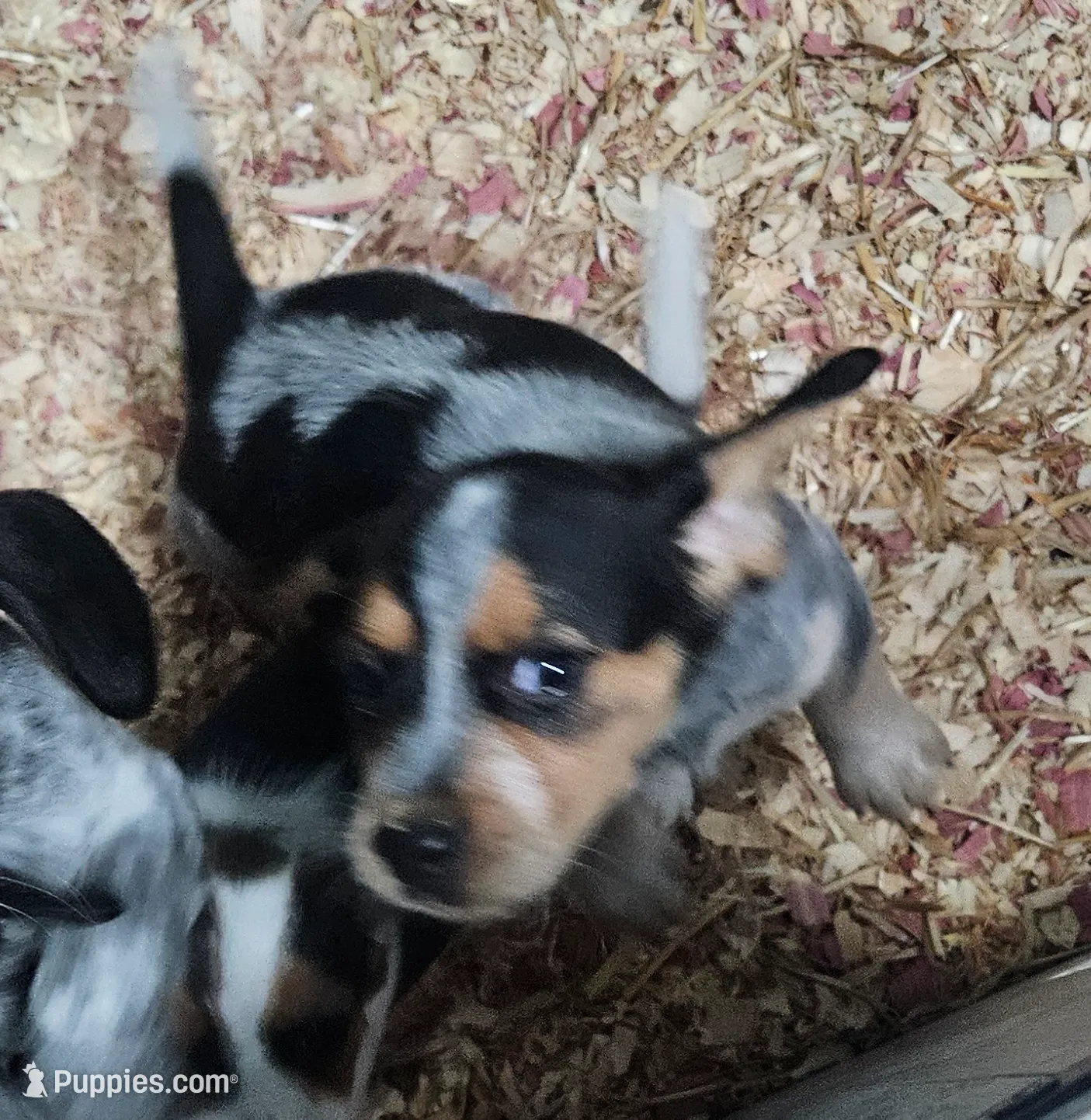 Briggs, a male Beagle for sale in Blenheim, SC – Photo 2 of 5