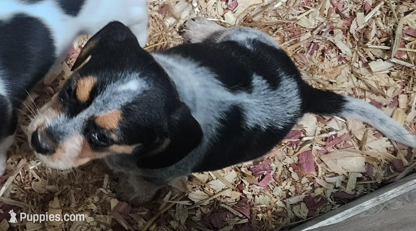 Briggs, a male Beagle for sale in Blenheim, SC – Photo 5 of 5