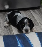 Pepper , a male Beagle for sale in Blenheim, SC – 1 of 4