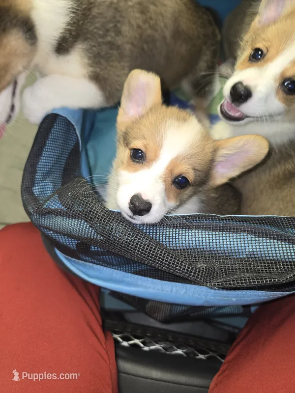 Maple – Pembroke Welsh Corgi puppy for sale in Blenheim, SC