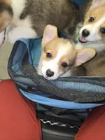 Maple, a female Pembroke Welsh Corgi for sale in Blenheim, SC – 1 of 6