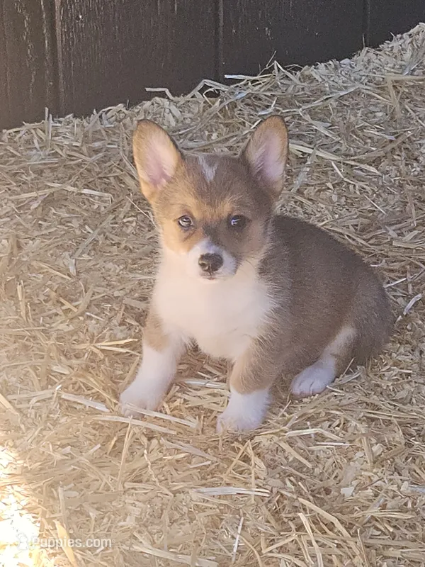 Jellybean – Pembroke Welsh Corgi puppy for sale in Blenheim, SC