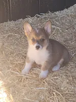 Jellybean, a female Pembroke Welsh Corgi for sale in Blenheim, SC – 1 of 3
