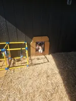 Jellybean, a female Pembroke Welsh Corgi for sale in Blenheim, SC – 3 of 3