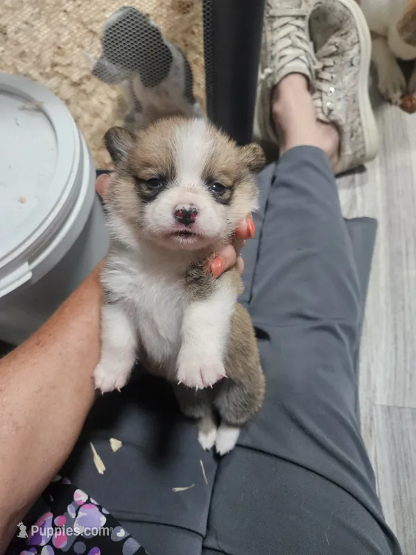 Eggy – Pembroke Welsh Corgi puppy for sale in Blenheim, SC
