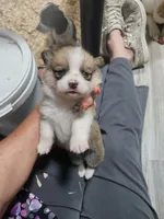 Eggy, a female Pembroke Welsh Corgi for sale in Blenheim, SC – 1 of 5