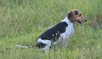 Milo, a male Beagle for sale in Blenheim, SC – 2 of 4