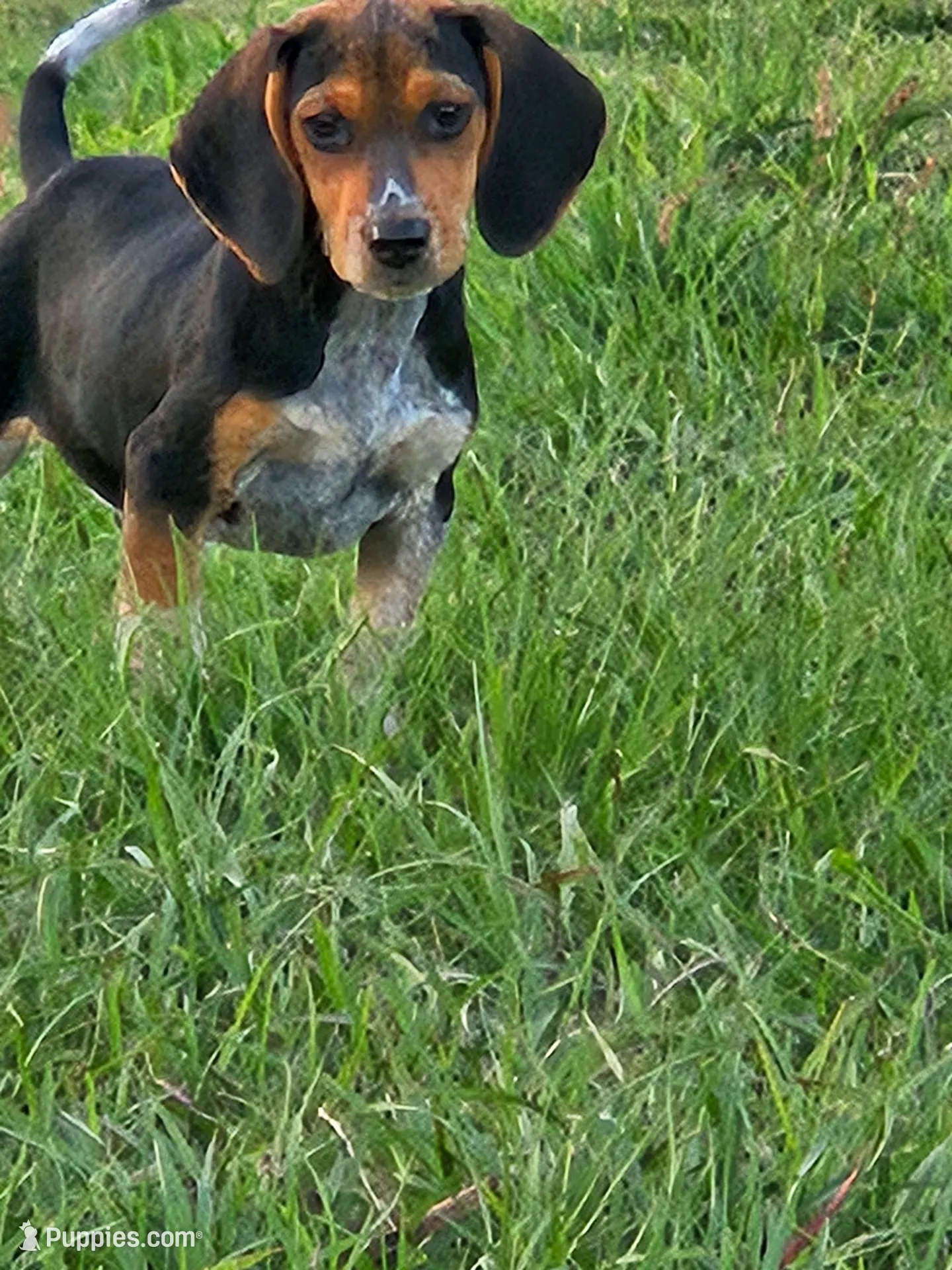 Nat, a male Beagle for sale in Blenheim, SC – 2 of 3