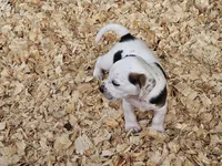Moo, a male Beagle for sale in Blenheim, SC – 4 of 8