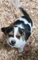 Leroy, a male Beagle for sale in Blenheim, SC – Photo 1 of 2