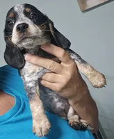 Gigi, a female Beagle for sale in Blenheim, SC – 2 of 3