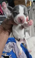 Blue, a male Beagle for sale in Blenheim, SC – 3 of 4