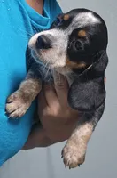Gigi, a female Beagle for sale in Blenheim, SC – 1 of 3