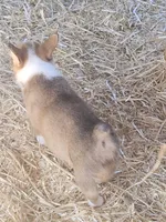 Jellybean, a female Pembroke Welsh Corgi for sale in Blenheim, SC – 3 of 4