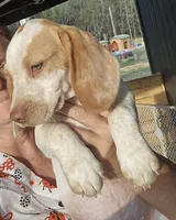 Sunny, a male Beagle for sale in Blenheim, SC – Photo 4 of 5