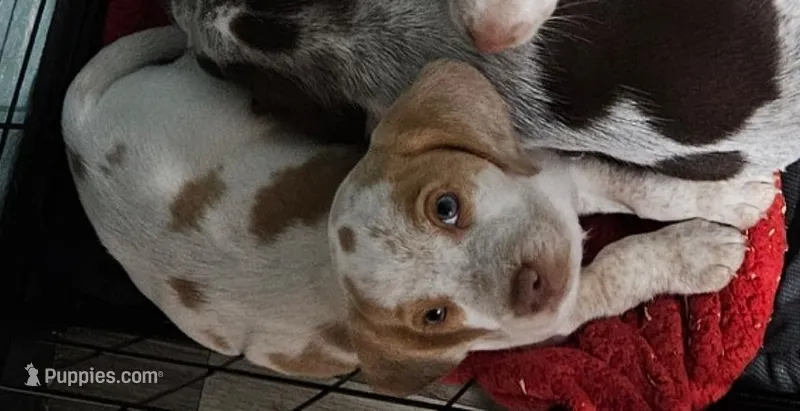 Sunny – Beagle puppy for sale in Blenheim, SC