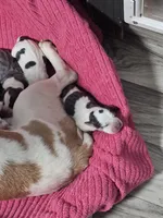 Moo, a male Beagle for sale in Blenheim, SC – 3 of 3