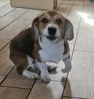 Ruby, a female Pembroke Welsh Corgi and Beagle for sale in Blenheim, SC – Photo 2 of 4