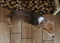 Ruby, a female Pembroke Welsh Corgi and Beagle for sale in Blenheim, SC – Photo 4 of 4