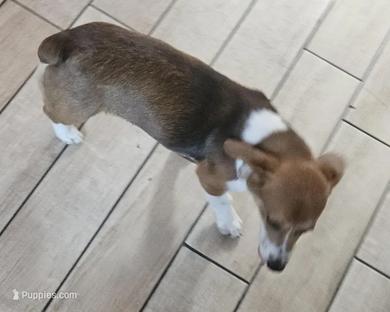 Ruby, a female Pembroke Welsh Corgi and Beagle for sale in Blenheim, SC – Photo 1 of 4