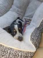 Gigi, a female Beagle for sale in Blenheim, SC – 3 of 3