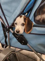 Snoopy, a male Beagle for sale in Blenheim, SC – 2 of 6