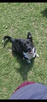 Flower, a female Pembroke Welsh Corgi and Beagle for sale in Blenheim, SC – 1 of 3