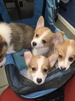 Sunny, a female Pembroke Welsh Corgi for sale in Blenheim, SC – 4 of 5