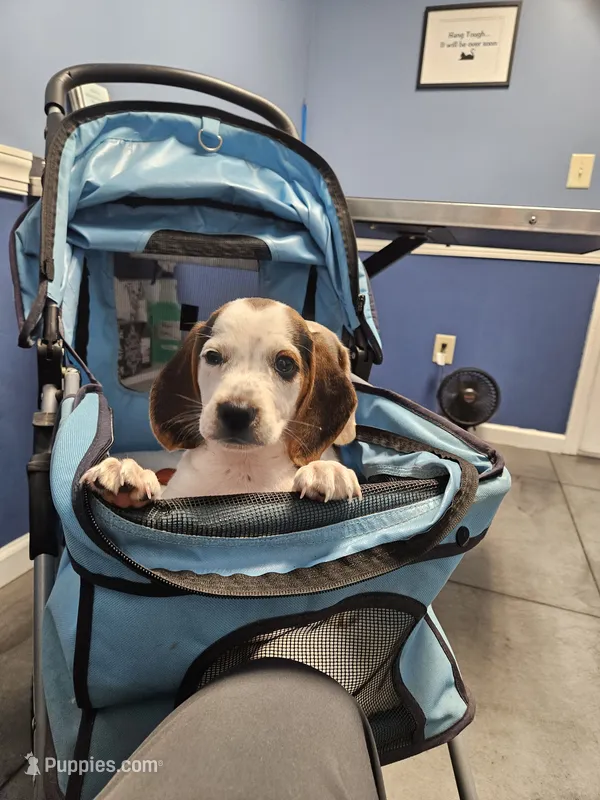 Snoopy – Beagle puppy for sale in Blenheim, SC