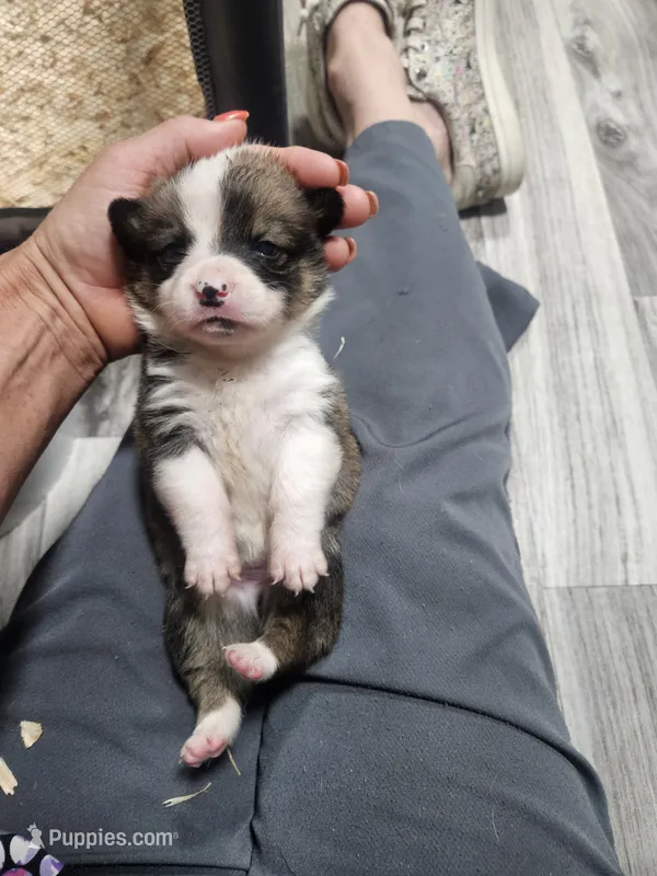 Waffles – Pembroke Welsh Corgi puppy for sale in Blenheim, SC