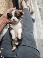 Waffles, a male Pembroke Welsh Corgi for sale in Blenheim, SC – 1 of 4