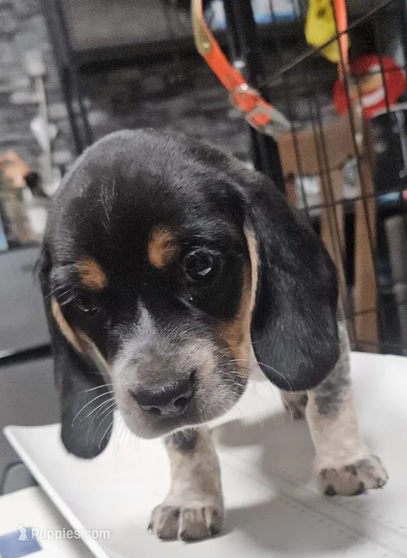 Barney – Beagle puppy for sale in Blenheim, SC