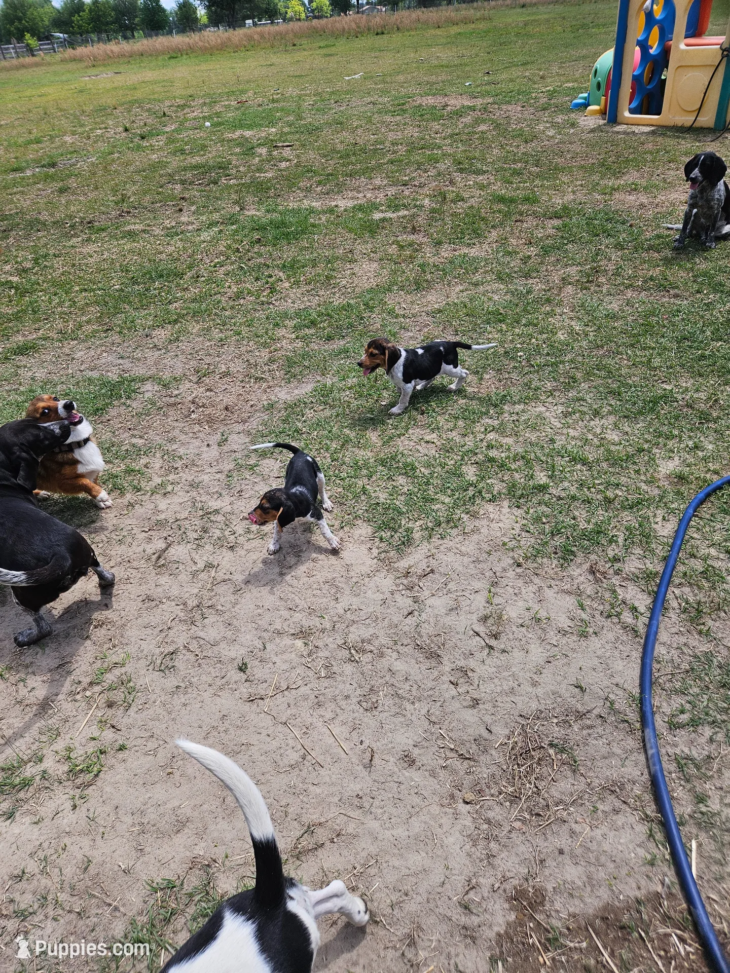 Beatle, a male Beagle for sale in Blenheim, SC – 2 of 2