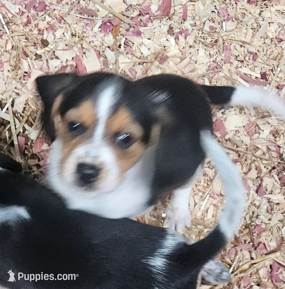 Mason, a male Beagle for sale in Blenheim, SC – Photo 2 of 2
