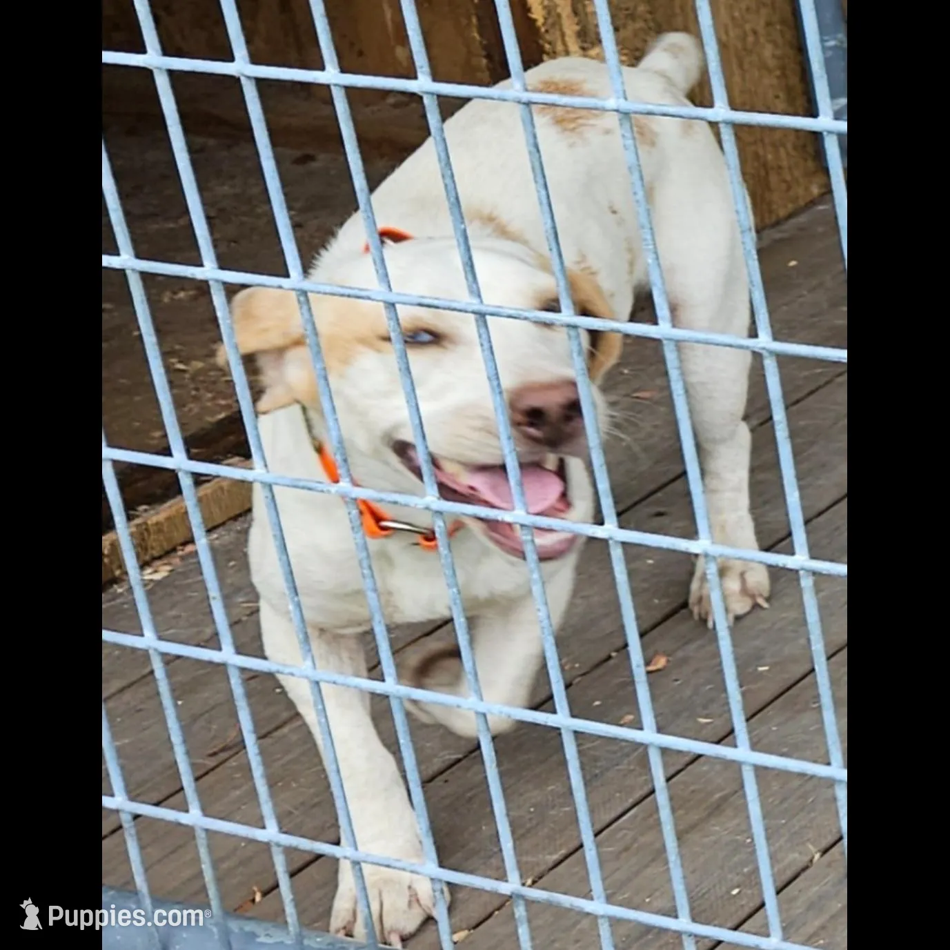 Sunny, a male Beagle for sale in Blenheim, SC – Photo 7 of 7