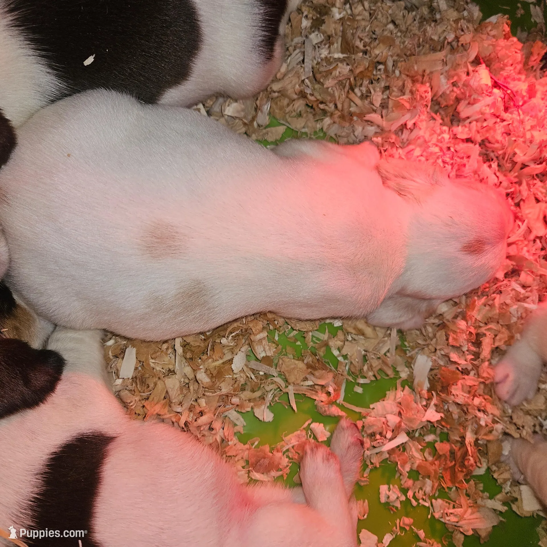 Sunny, a male Beagle for sale in Blenheim, SC – Photo 3 of 7