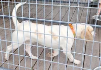 Sunny, a male Beagle for sale in Blenheim, SC – Photo 5 of 7