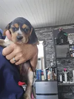 Birdie, a female Beagle for sale in Blenheim, SC – 4 of 4