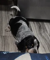 Pepper , a male Beagle for sale in Blenheim, SC – 3 of 4