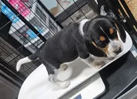 Opie, a male Beagle for sale in Blenheim, SC – 3 of 3