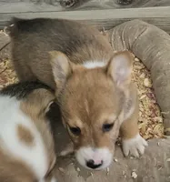 Spuds, a male Pembroke Welsh Corgi for sale in Blenheim, SC – Photo 1 of 2